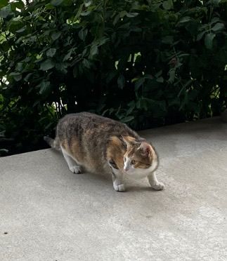 Kylie, a shy gal from Goderich, a Adoptable Domestic Short Hair in Lucknow, ON image 1/4