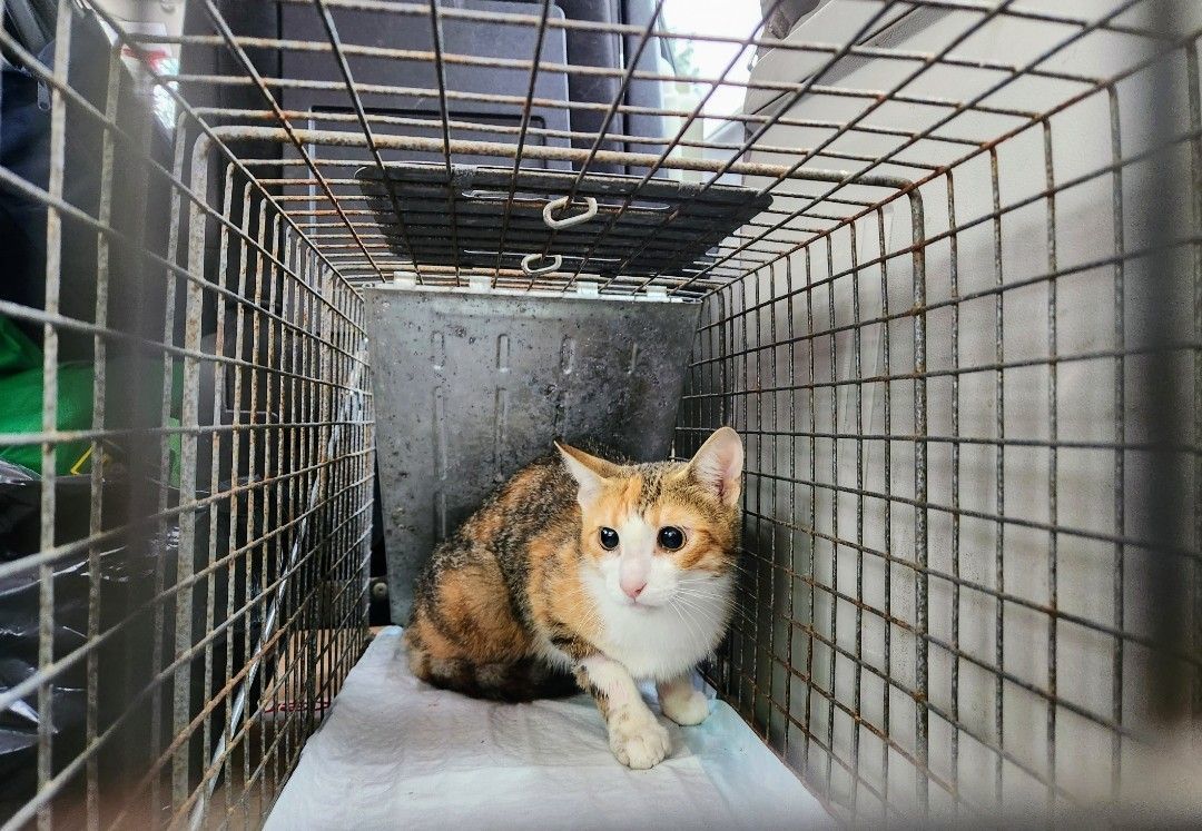 Kylie, a shy gal from Goderich, a Adoptable Domestic Short Hair in Lucknow, ON image 2/4