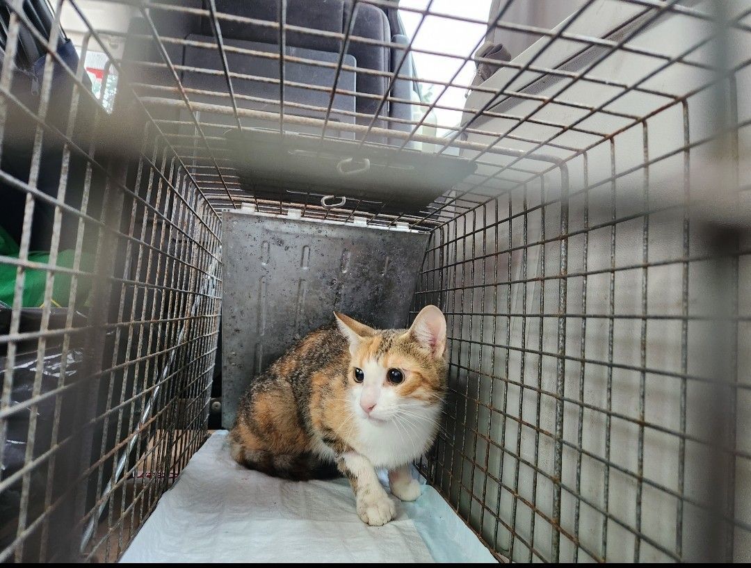 Kylie, a shy gal from Goderich, a Adoptable Domestic Short Hair in Lucknow, ON image 3/4