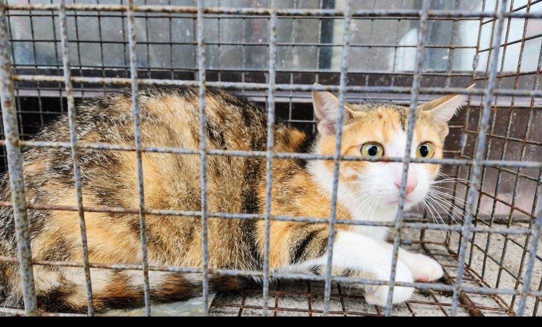 Kylie, a shy gal from Goderich, a Adoptable Domestic Short Hair in Lucknow, ON image 4/4