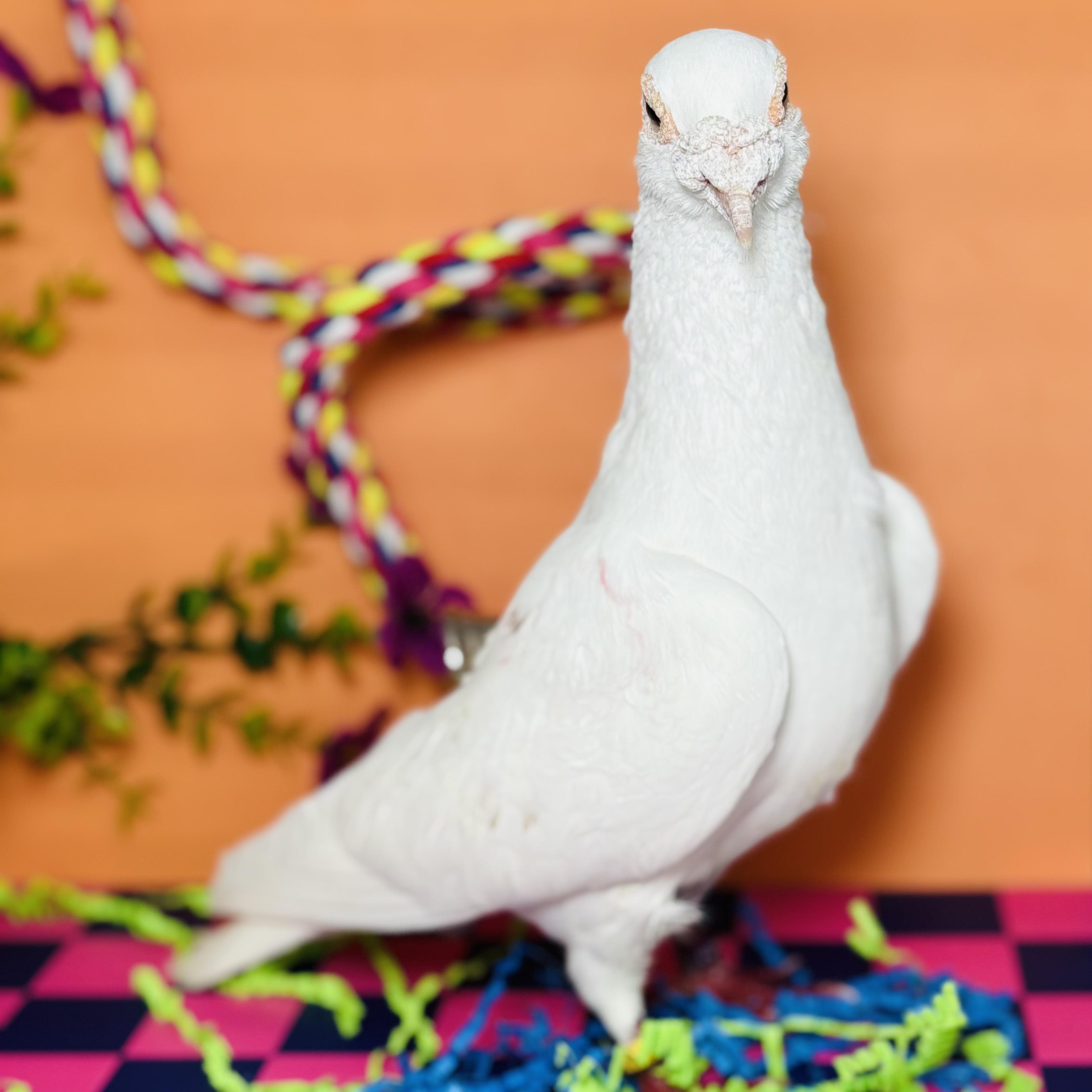 Jean Paul, Senior Male Pigeon