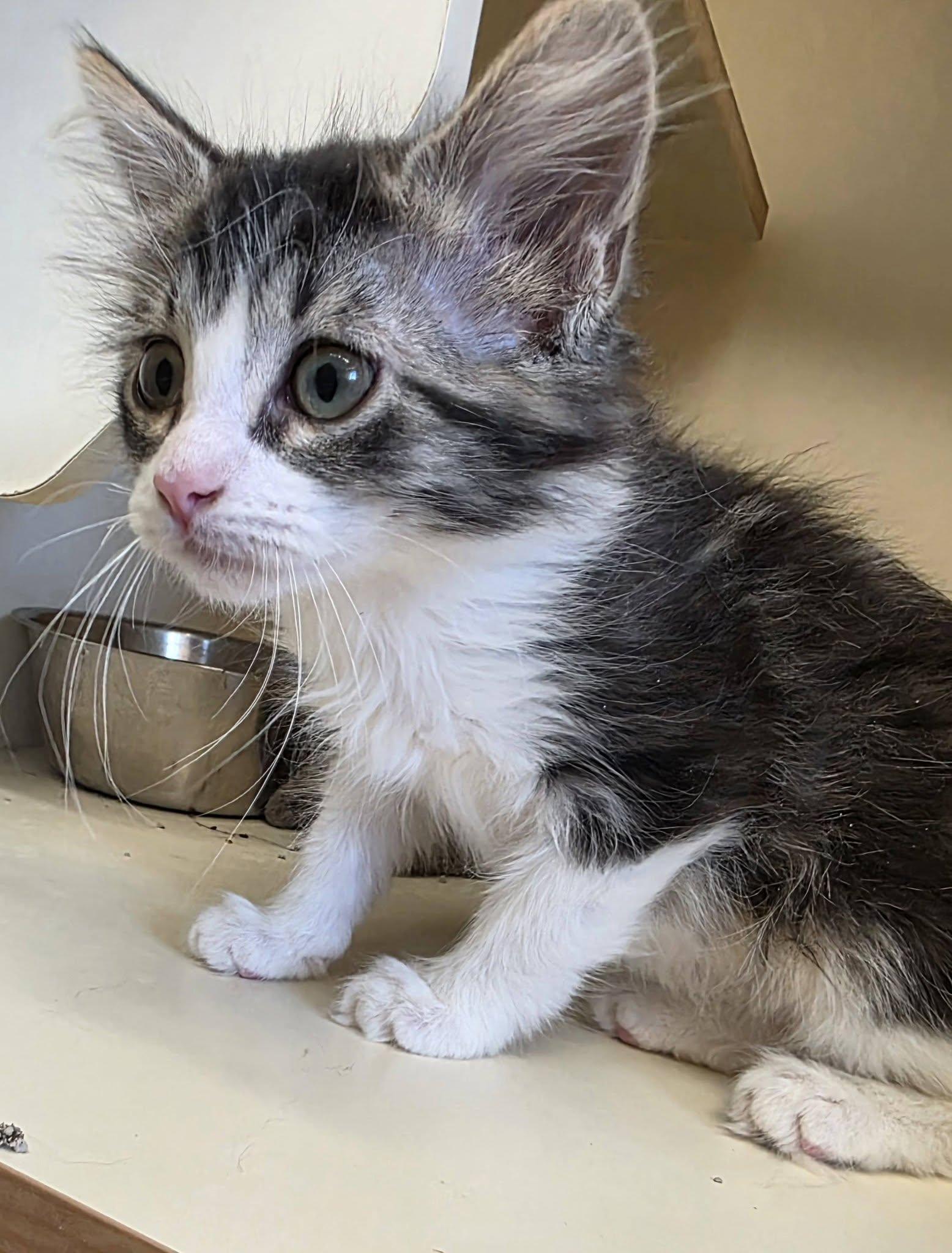 26-91B, ADOPTABLE, Young Female Domestic Long Hair.
