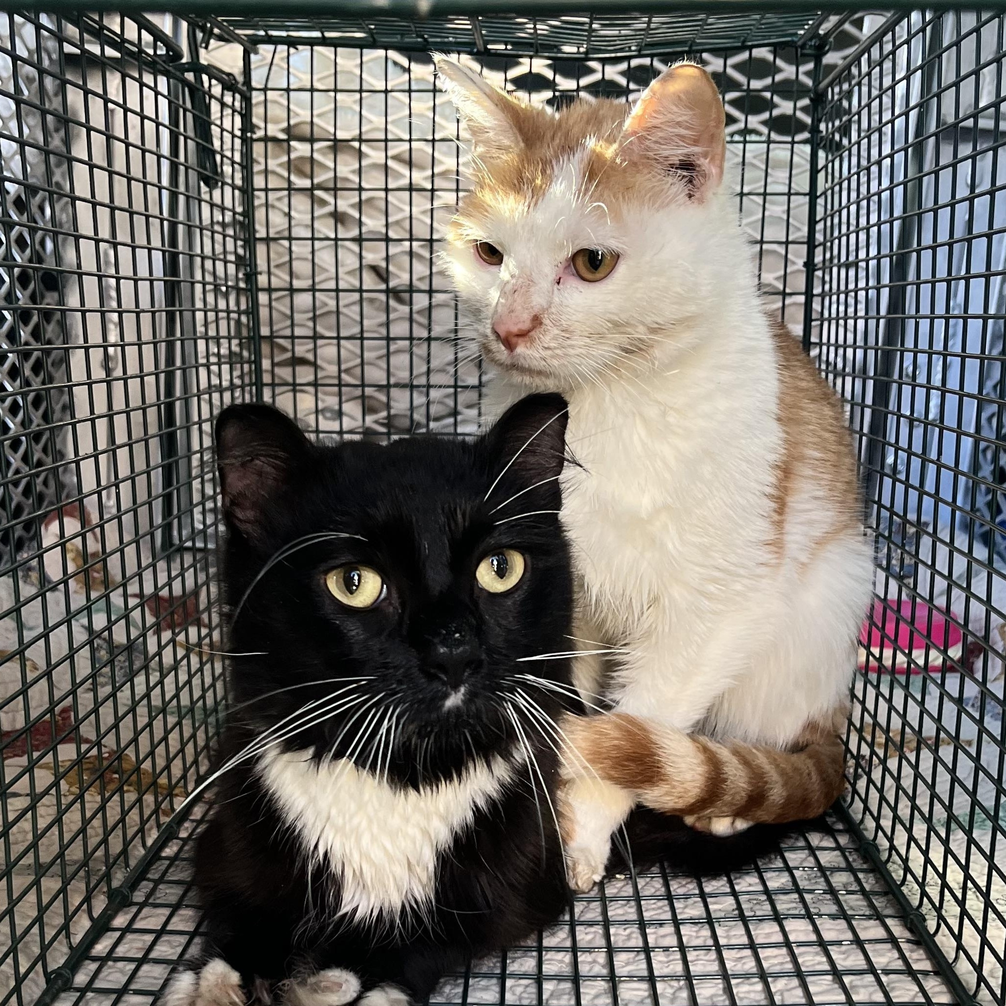 Adam & Yogi