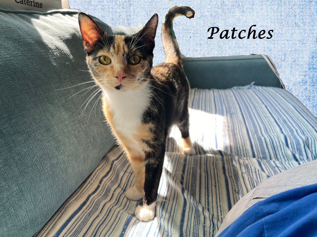 PATCHES 4