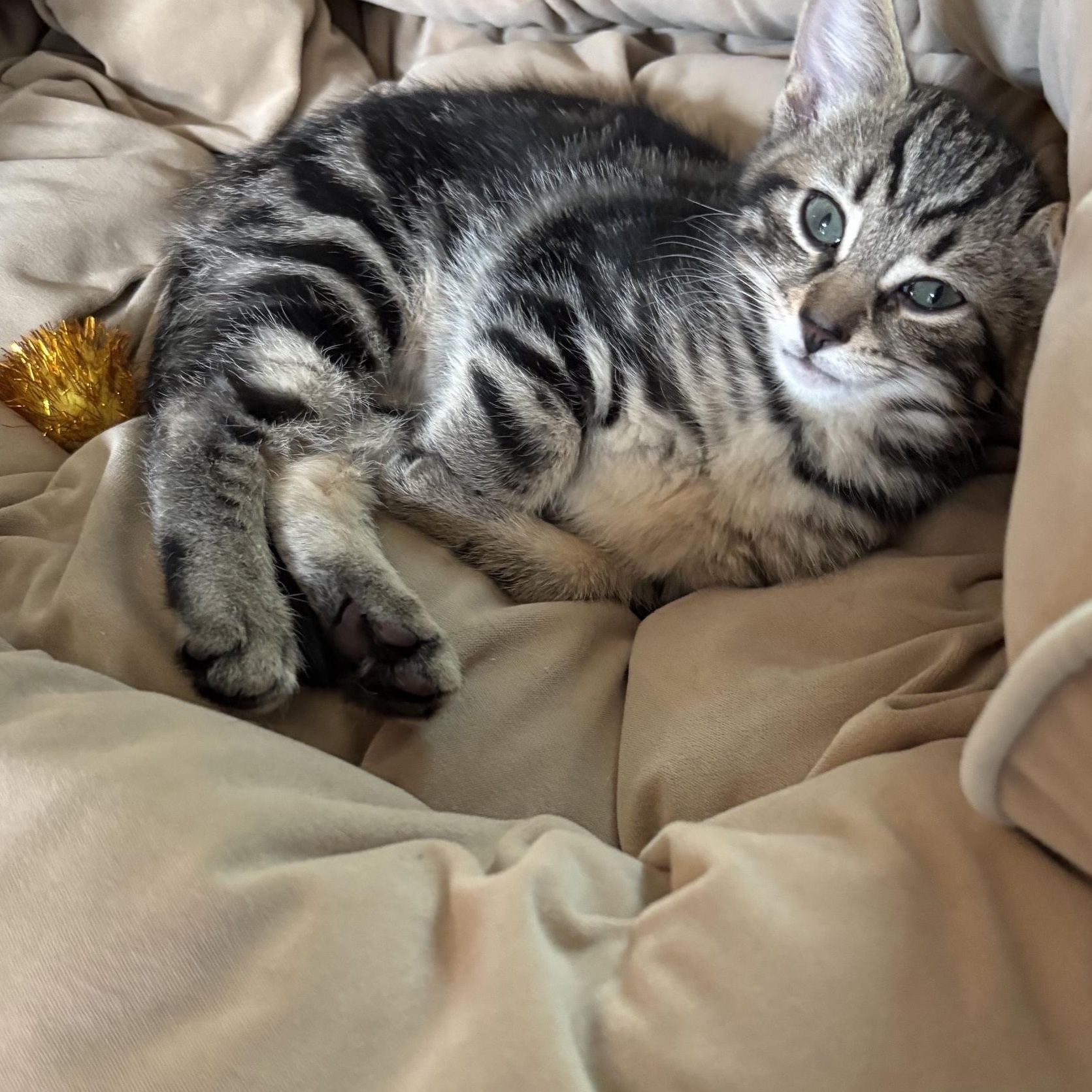 TWEETY, an adopted mixed breed in Wilmington, OH image 3/5
