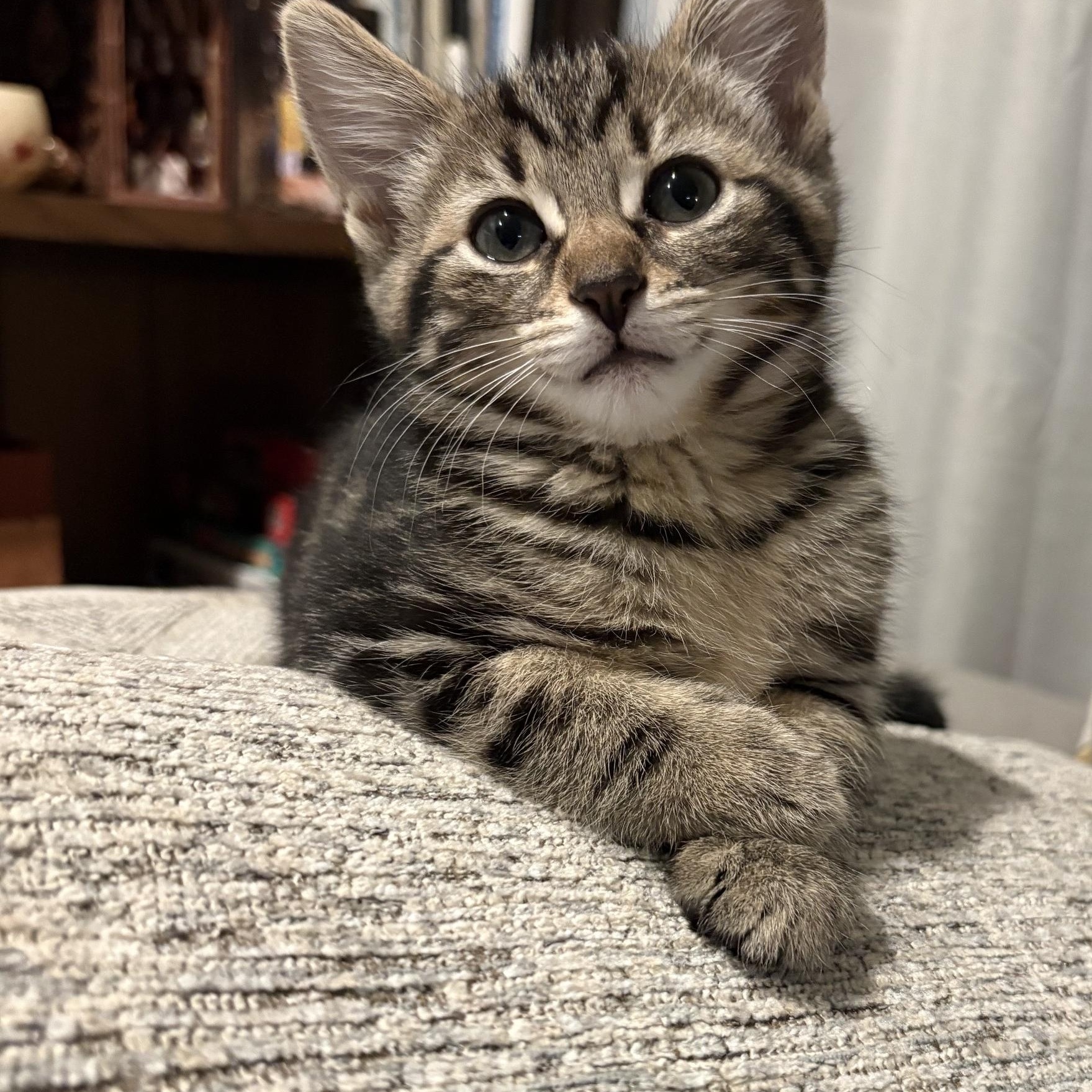 TWEETY, an adopted mixed breed in Wilmington, OH image 2/5