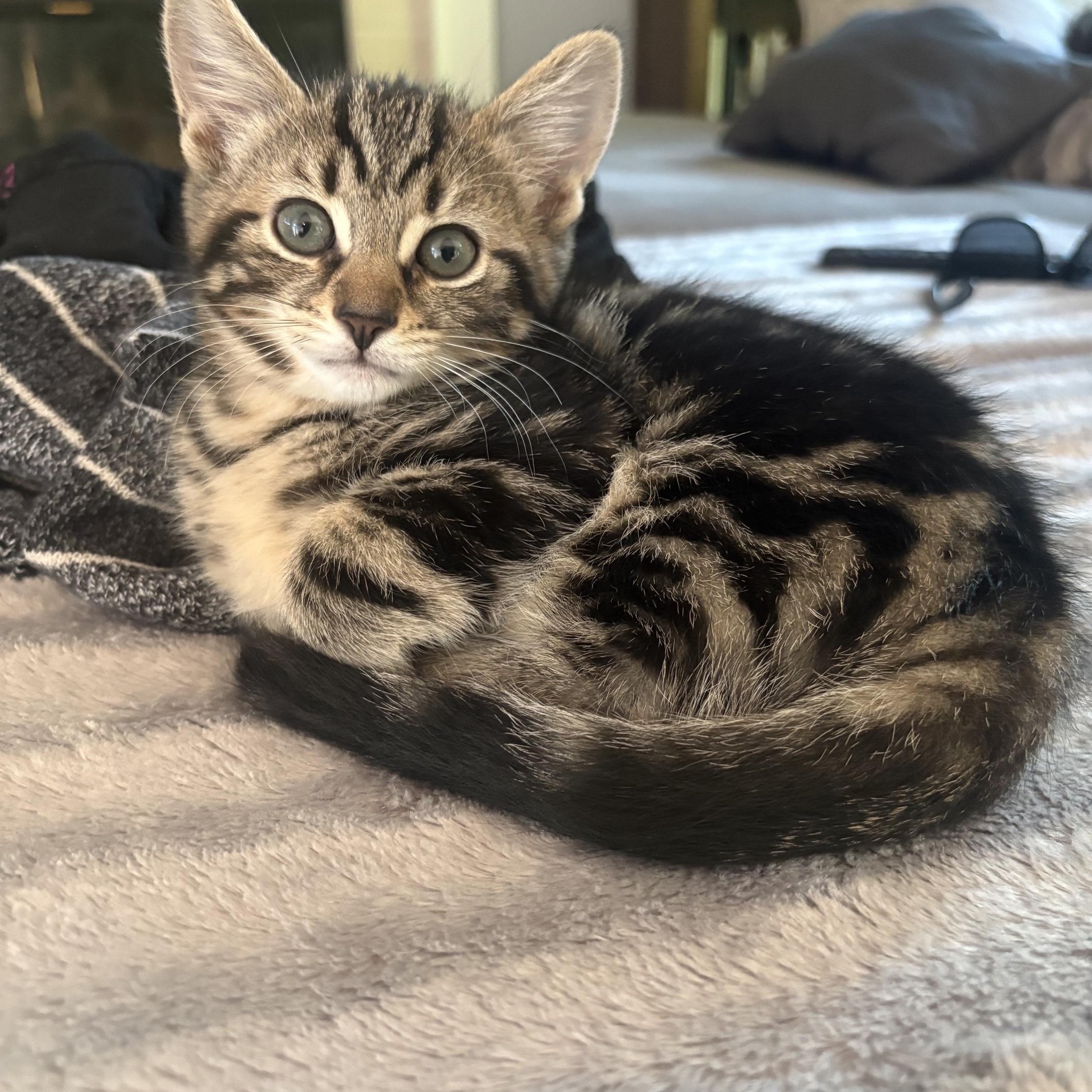 TWEETY, an adopted mixed breed in Wilmington, OH image 1/5