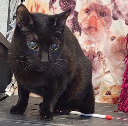 Judas, Adoptable, Adult Male Domestic Short Hair & Domestic Short Hair.