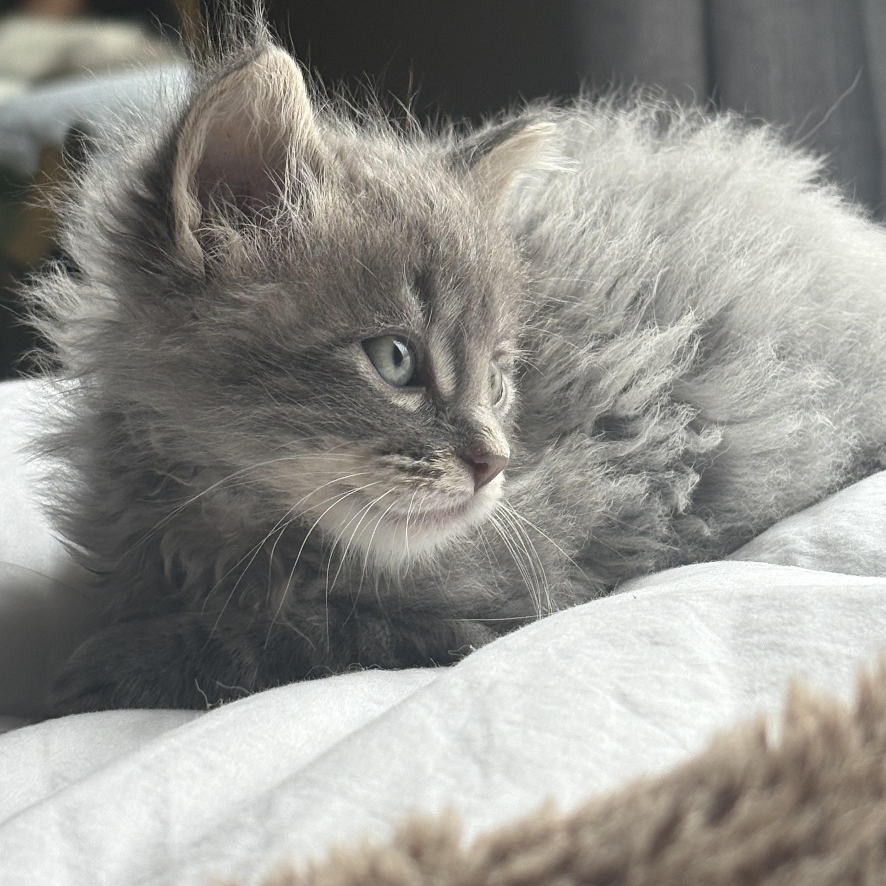 Sage , Adoptable, Kitten Male Domestic Long Hair.