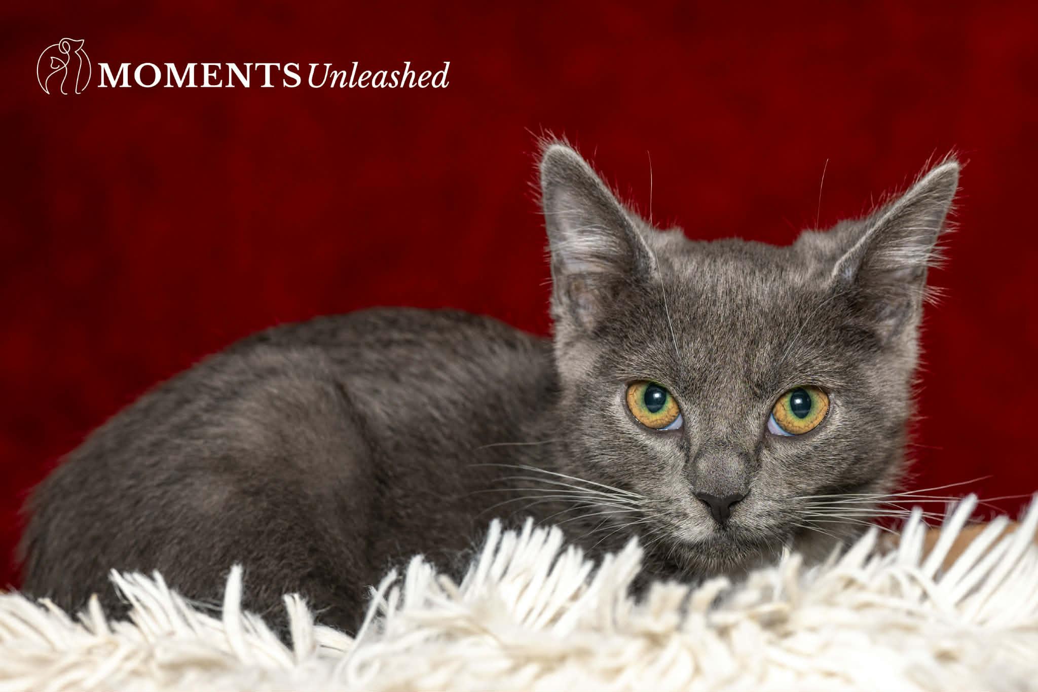 Enlarge Microwave, a ADOPTABLE Domestic Short Hair in Myakka City, FL image 3/5