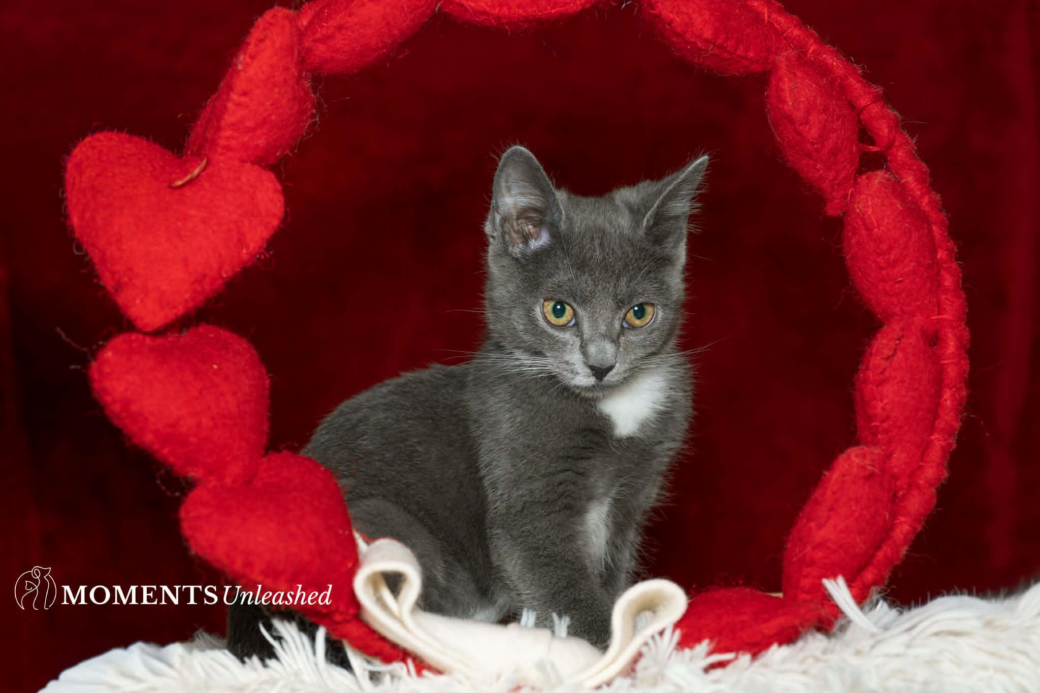 Enlarge Microwave, a ADOPTABLE Domestic Short Hair in Myakka City, FL image 4/5