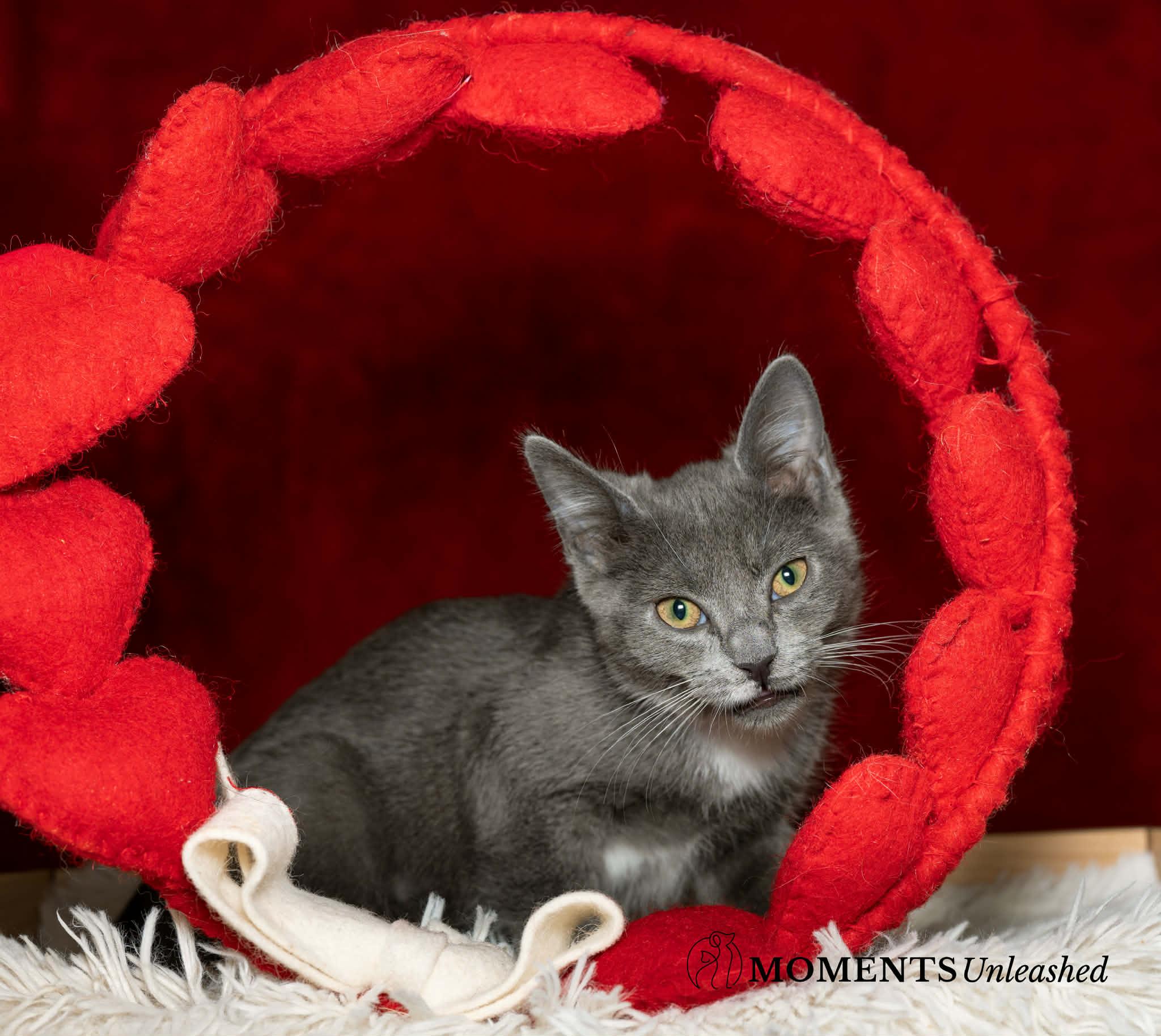 Enlarge Microwave, a ADOPTABLE Domestic Short Hair in Myakka City, FL image 1/5