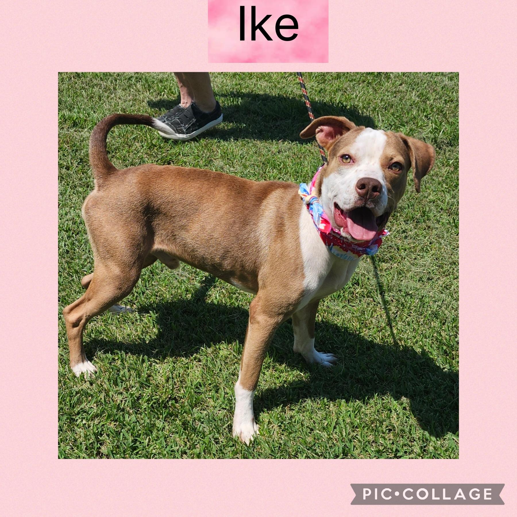 Enlarge Ike, a Adoptable mixed breed in New Iberia, LA image 1/1