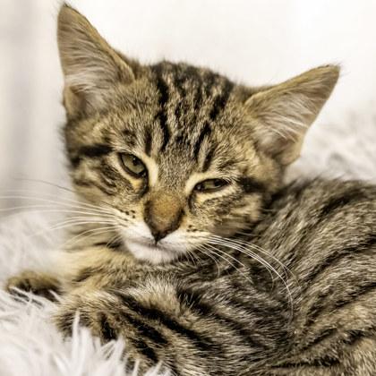 Bain, Adoptable, Kitten Female Domestic Short Hair & Domestic Short Hair.