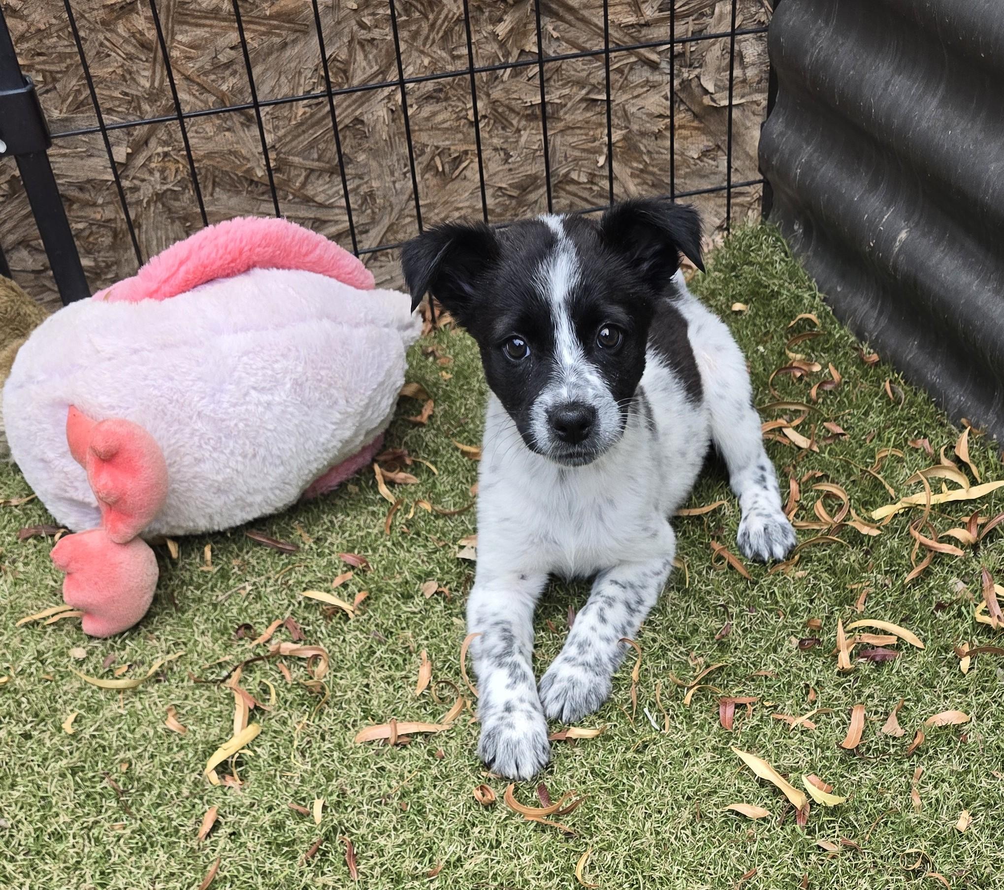 Enlarge Dezba, a ADOPTABLE mixed breed in Apache Junction, AZ image 2/5