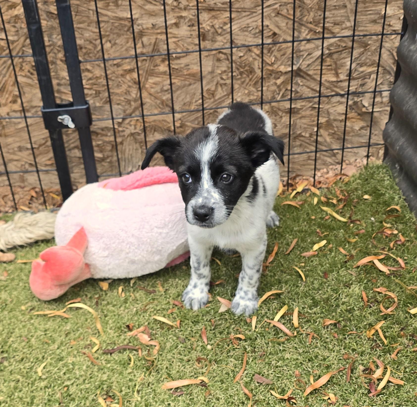Enlarge Dezba, a ADOPTABLE mixed breed in Apache Junction, AZ image 5/5