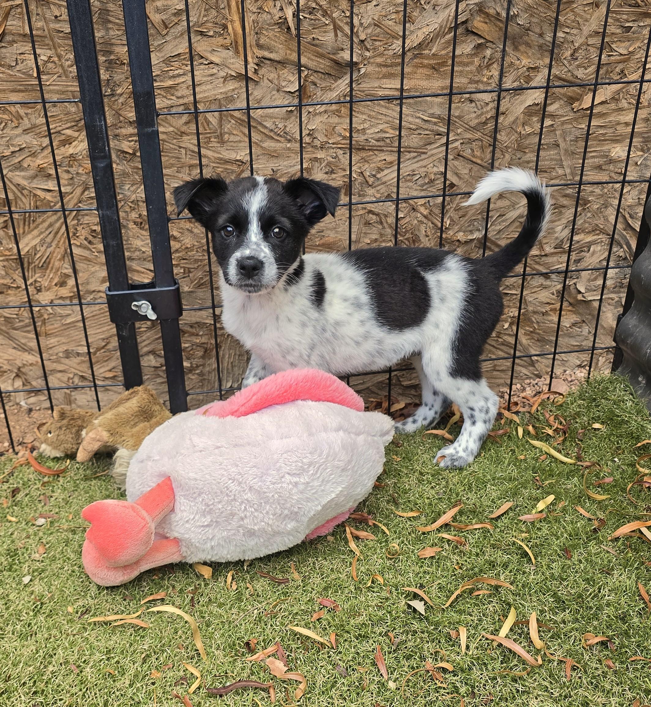 Enlarge Dezba, a ADOPTABLE mixed breed in Apache Junction, AZ image 3/5