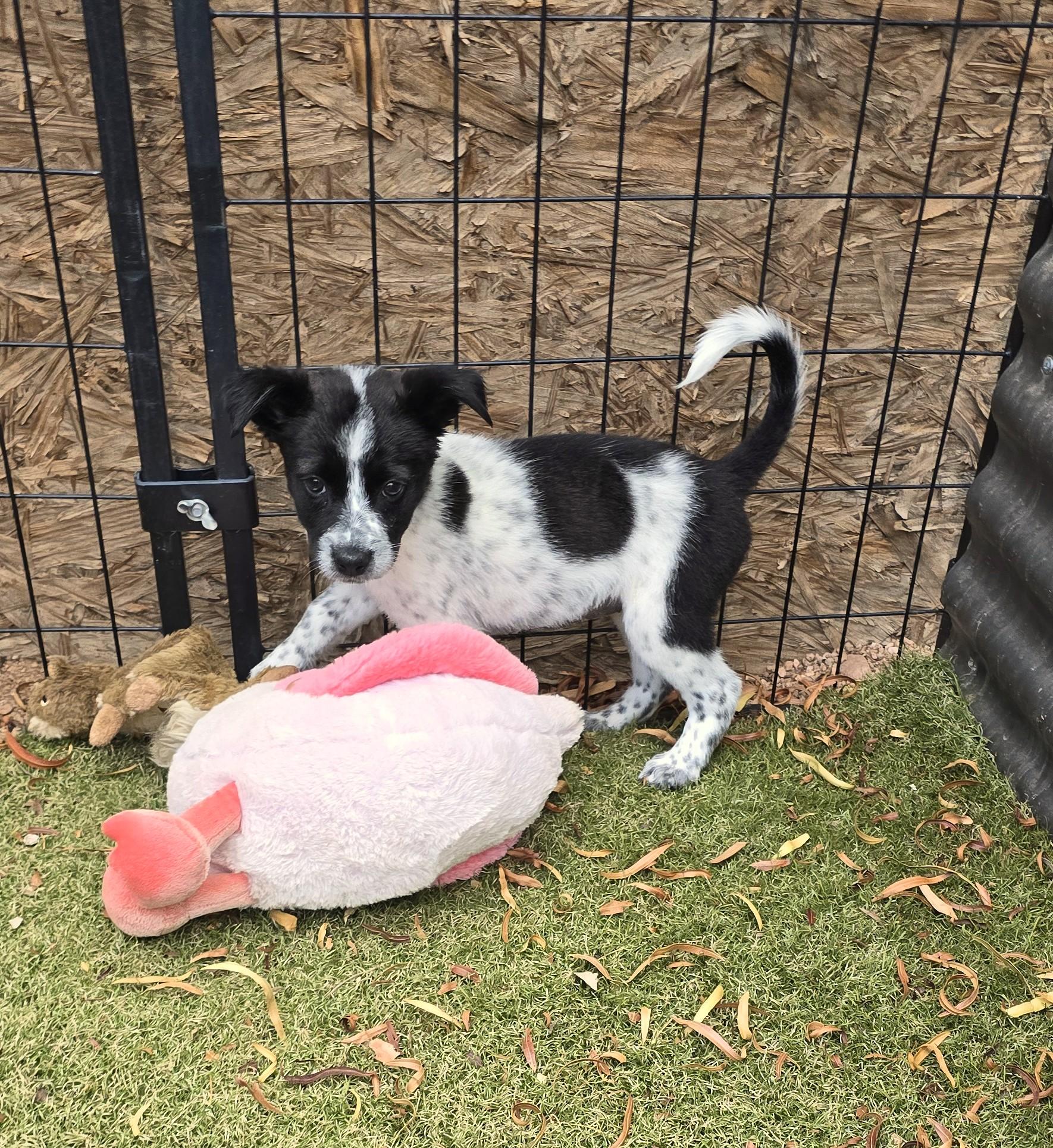 Enlarge Dezba, a ADOPTABLE mixed breed in Apache Junction, AZ image 4/5