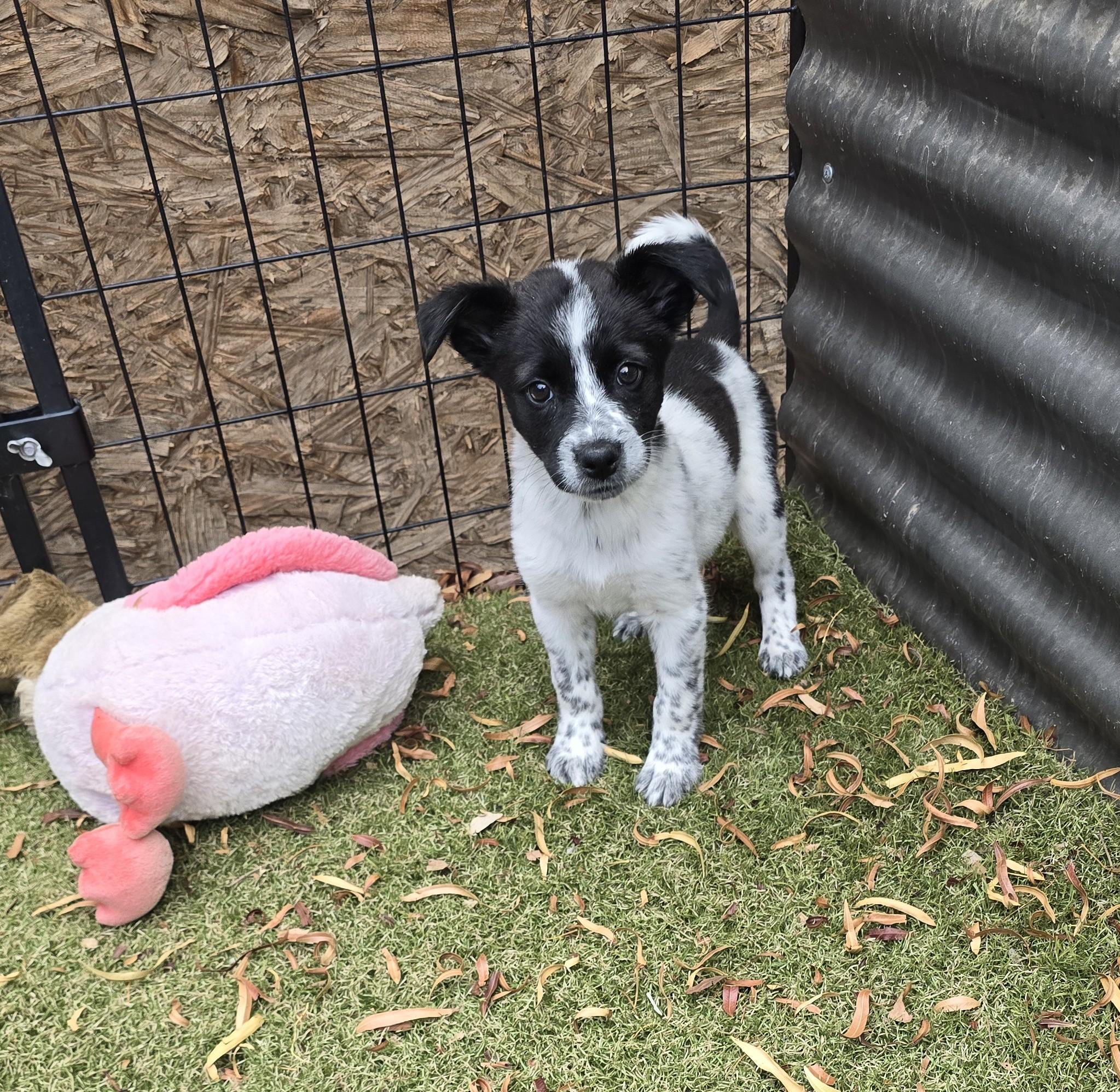 Enlarge Dezba, a ADOPTABLE mixed breed in Apache Junction, AZ image 1/5
