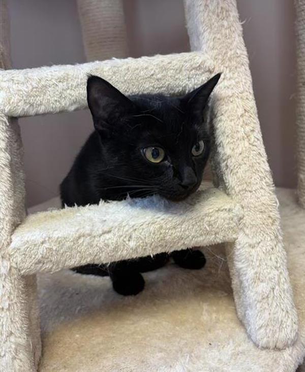 Enlarge Rosa, a Adoptable mixed breed in Great Falls, MT image 1/1