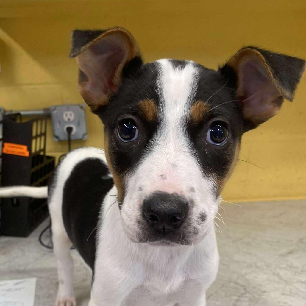 Howl-iday Cheer, Adoptable, Puppy Female Mixed Breed.