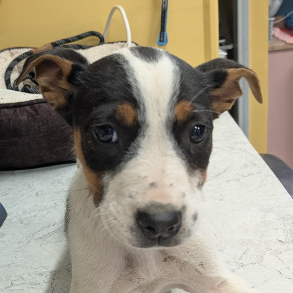 Enlarge Howl-iday Cheer, a Adoptable Mixed Breed in Huntsville, AR image 2/2