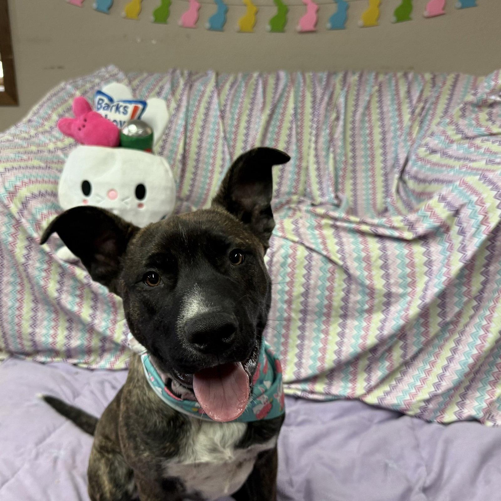 Enlarge Mr Kading, a Adoptable Pit Bull Terrier in Fargo, ND image 1/3