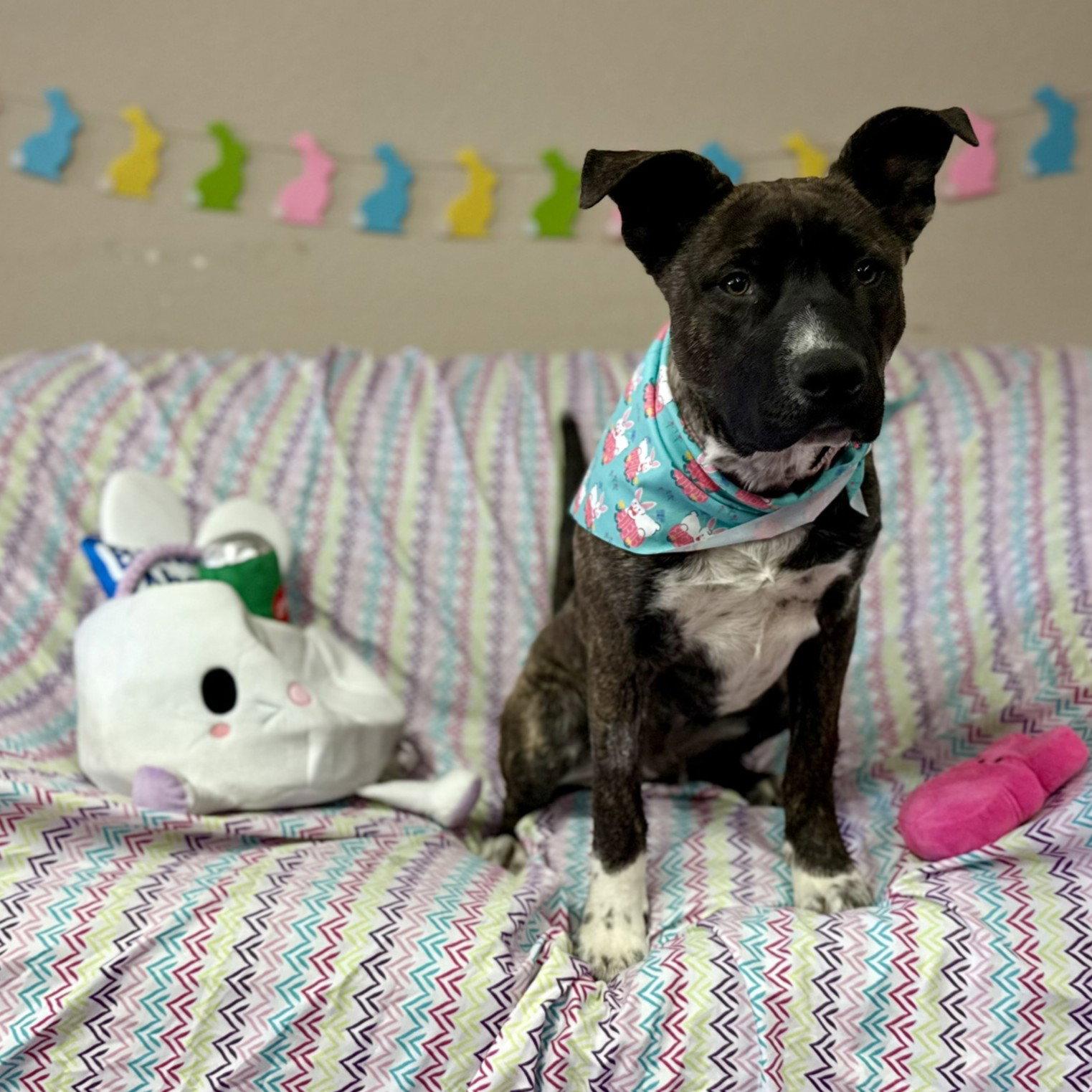 Enlarge Mr Kading, a Adoptable Pit Bull Terrier in Fargo, ND image 2/3