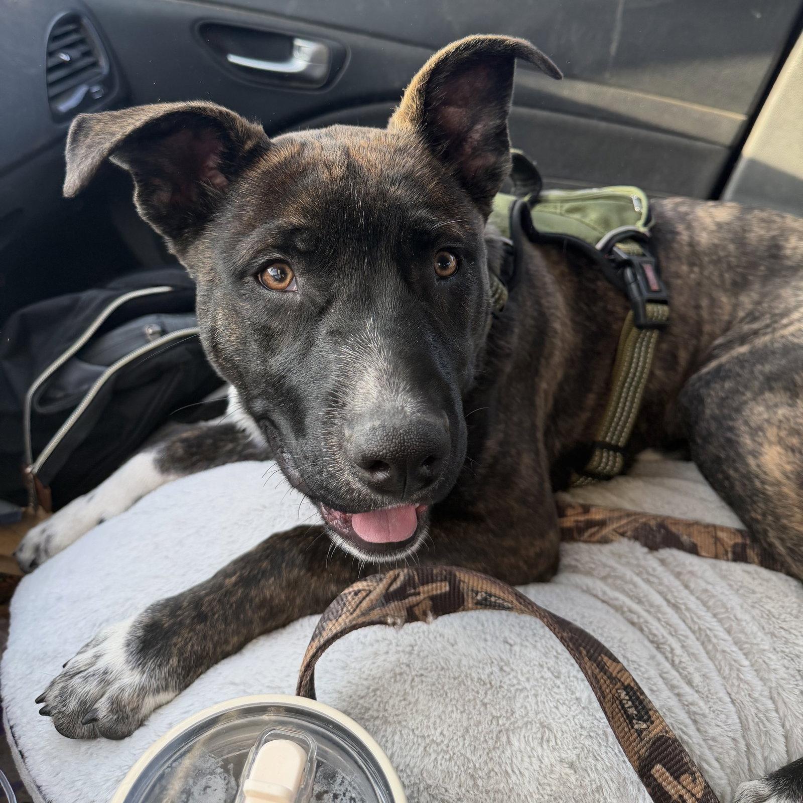 Enlarge Mr Kading, a Adoptable Pit Bull Terrier in Fargo, ND image 3/3