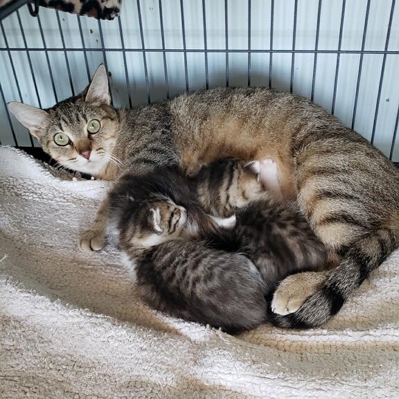 Enlarge Margarita (26-1221), a Adoptable Domestic Short Hair in Fort Smith, AR image 1/1