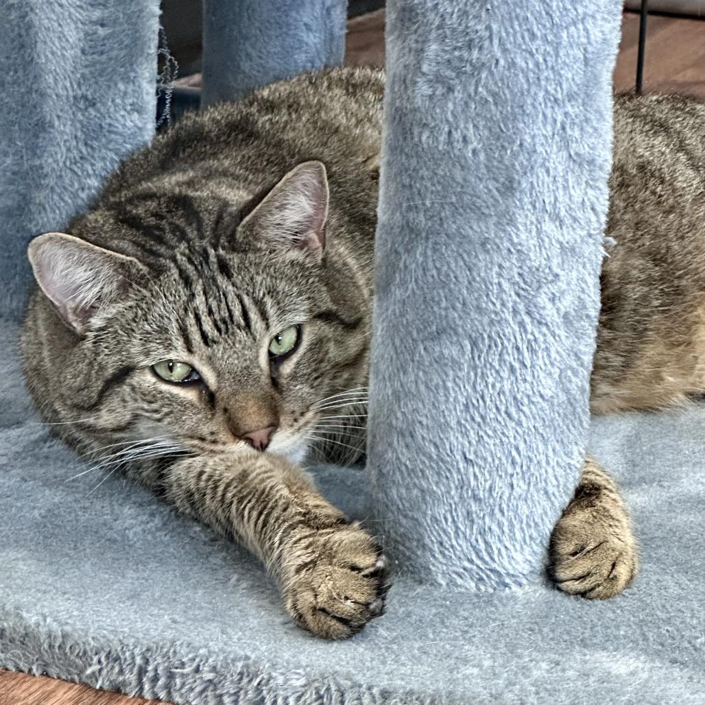 Olivander, Adoptable, Adult Male Domestic Short Hair.