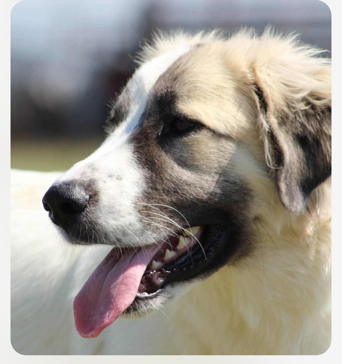Bianca cs, Adoptable, Young Female Great Pyrenees.