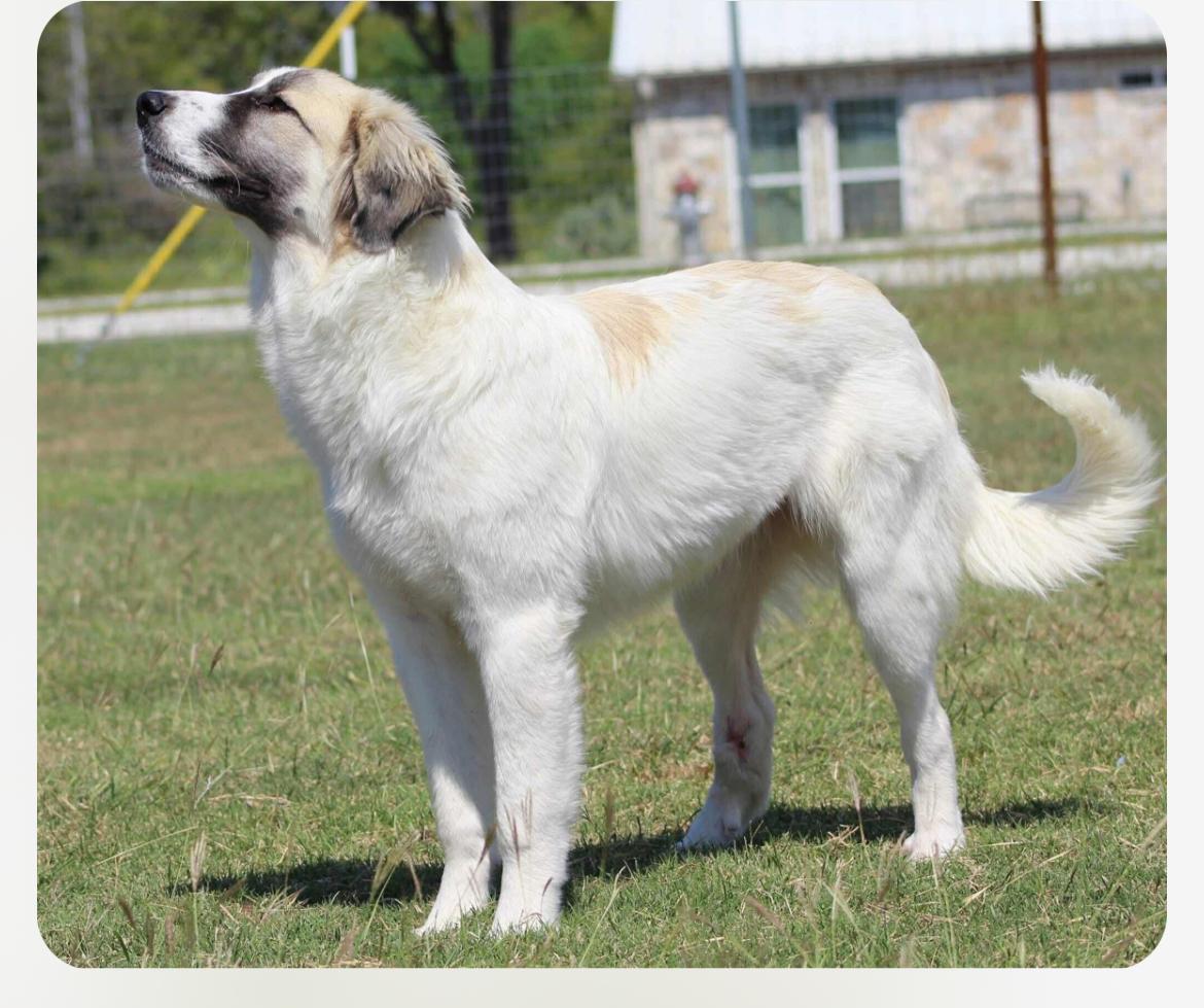 Enlarge Bianca cs, a Adoptable mixed breed in Columbia, MD image 2/4