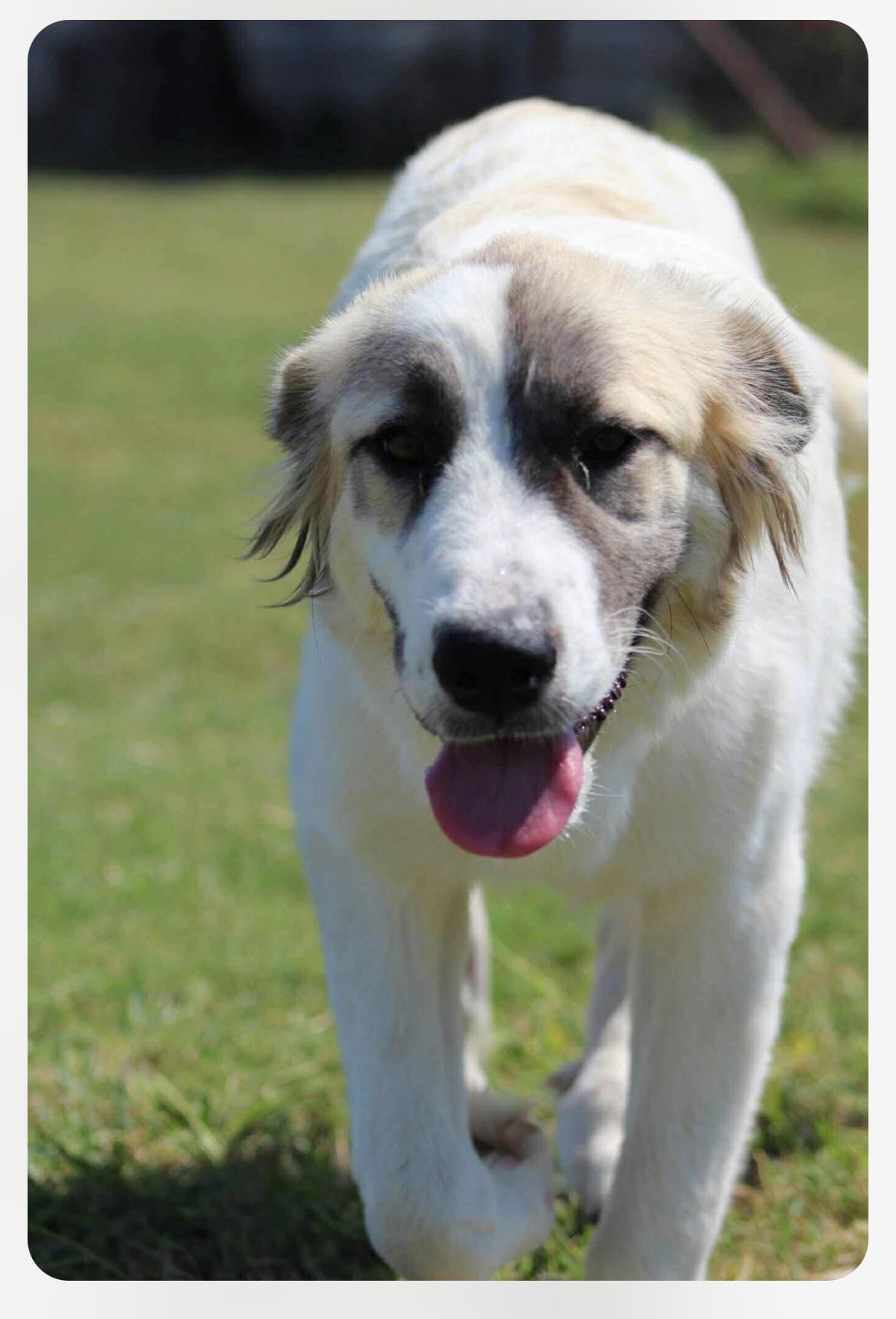 Enlarge Bianca cs, a Adoptable mixed breed in Columbia, MD image 4/4