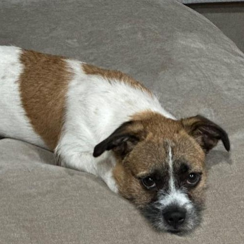 Chewy, ADOPTABLE, Puppy Male Jack Russell Terrier.