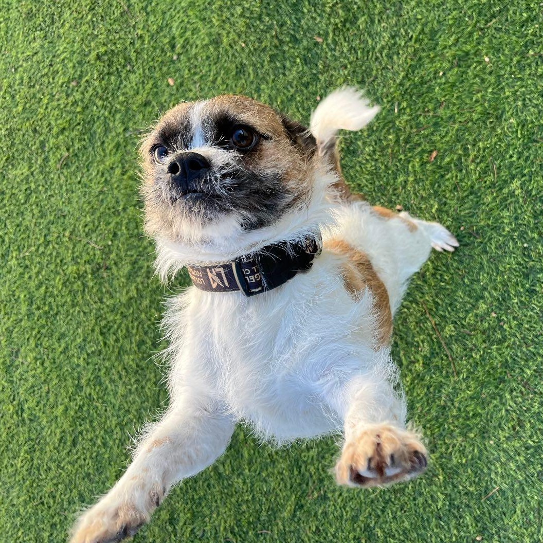 Chewy, a ADOPTABLE mixed breed in Agua Dulce, CA image 2/4