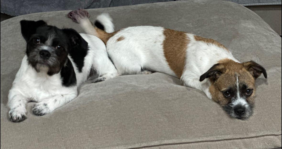 Chewy, a ADOPTABLE mixed breed in Agua Dulce, CA image 3/4