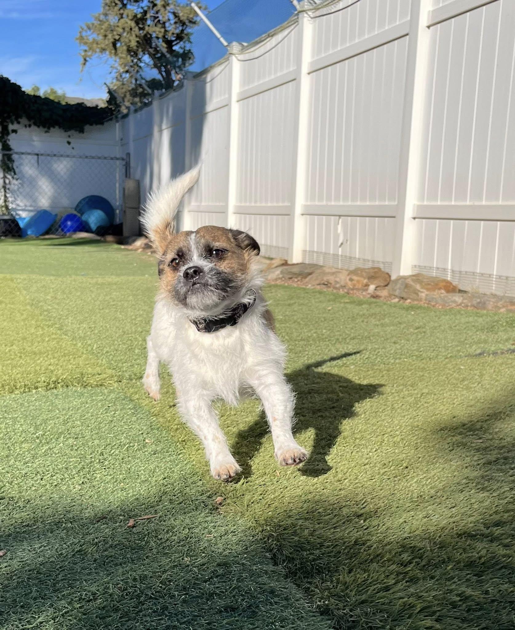 Chewy, a ADOPTABLE mixed breed in Agua Dulce, CA image 4/4