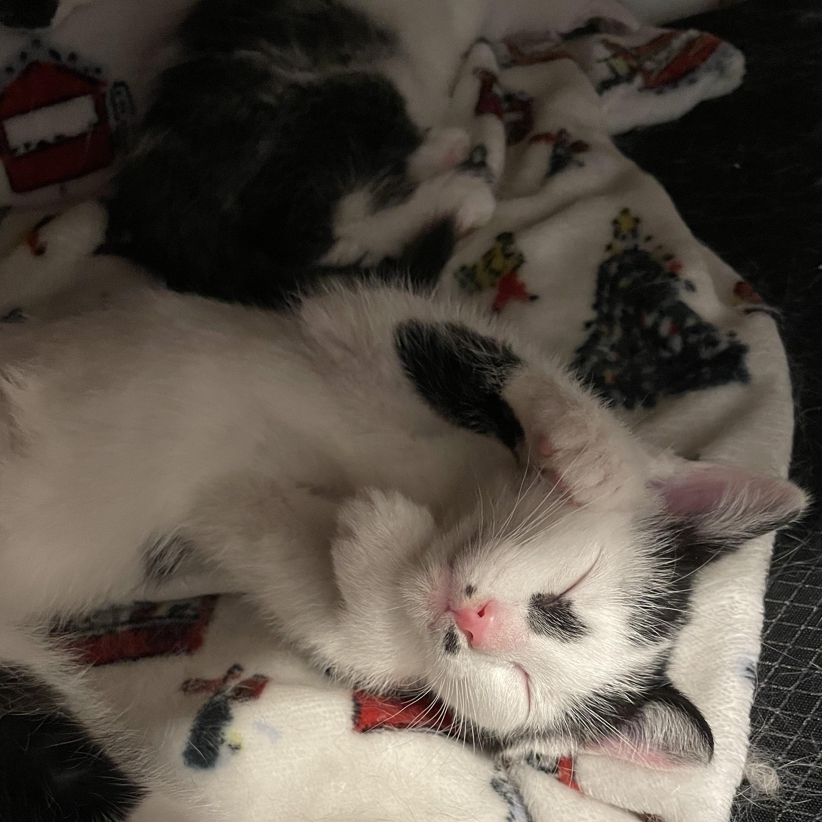Enlarge Quimby, an adopted Domestic Short Hair in Grand Rapids, MI image 2/6