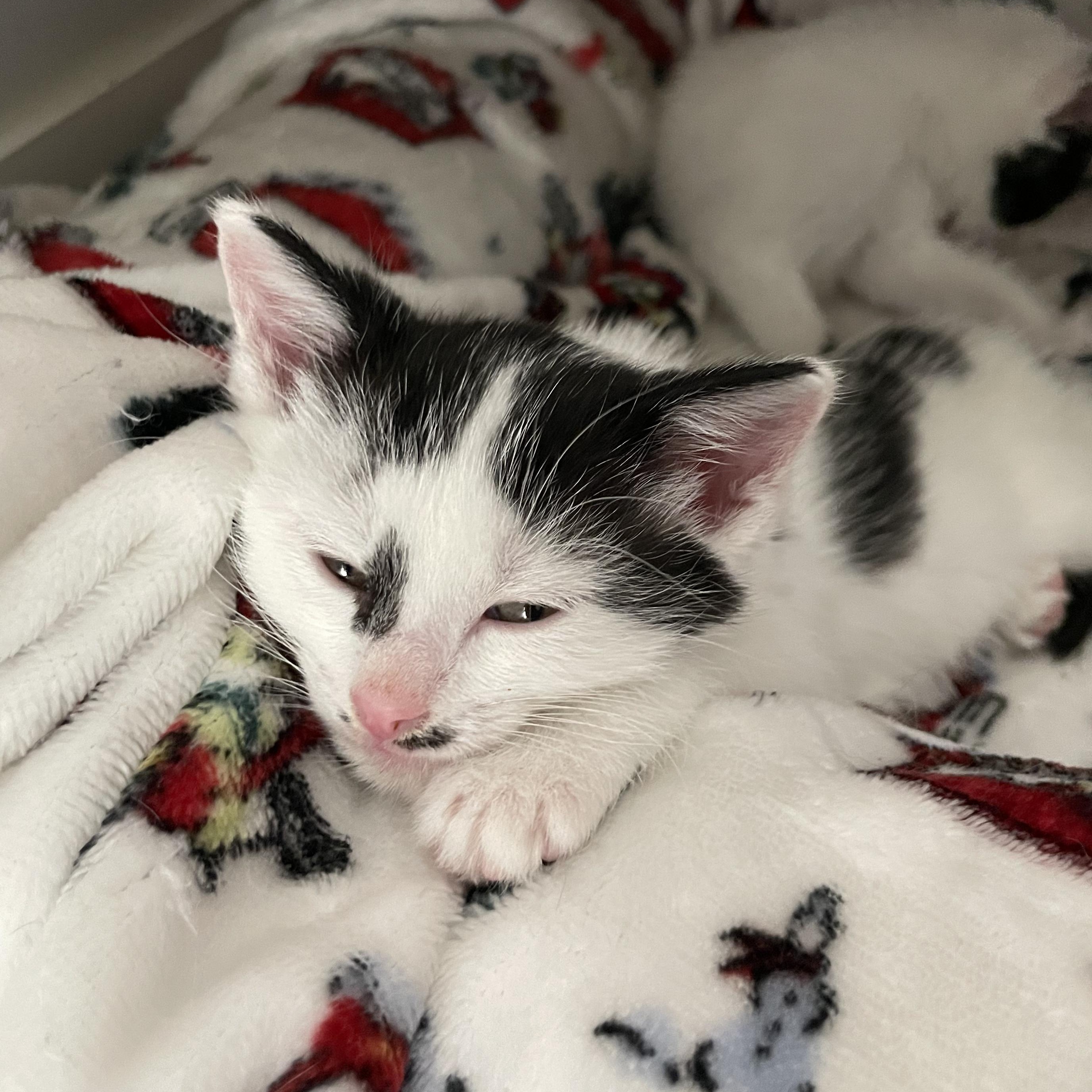 Enlarge Quimby, an adopted Domestic Short Hair in Grand Rapids, MI image 4/6