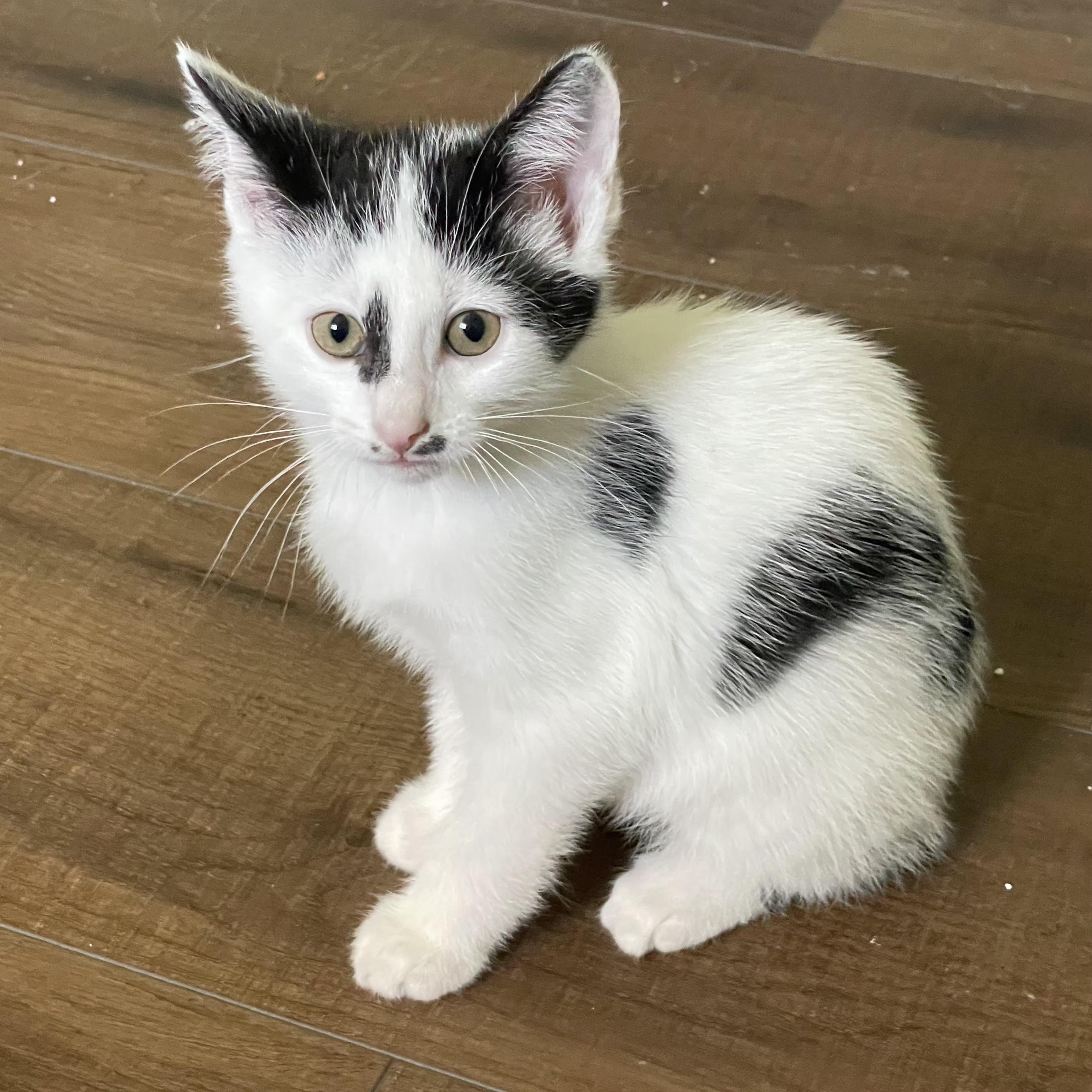 Quimby, adopted, Kitten Male Domestic Short Hair.