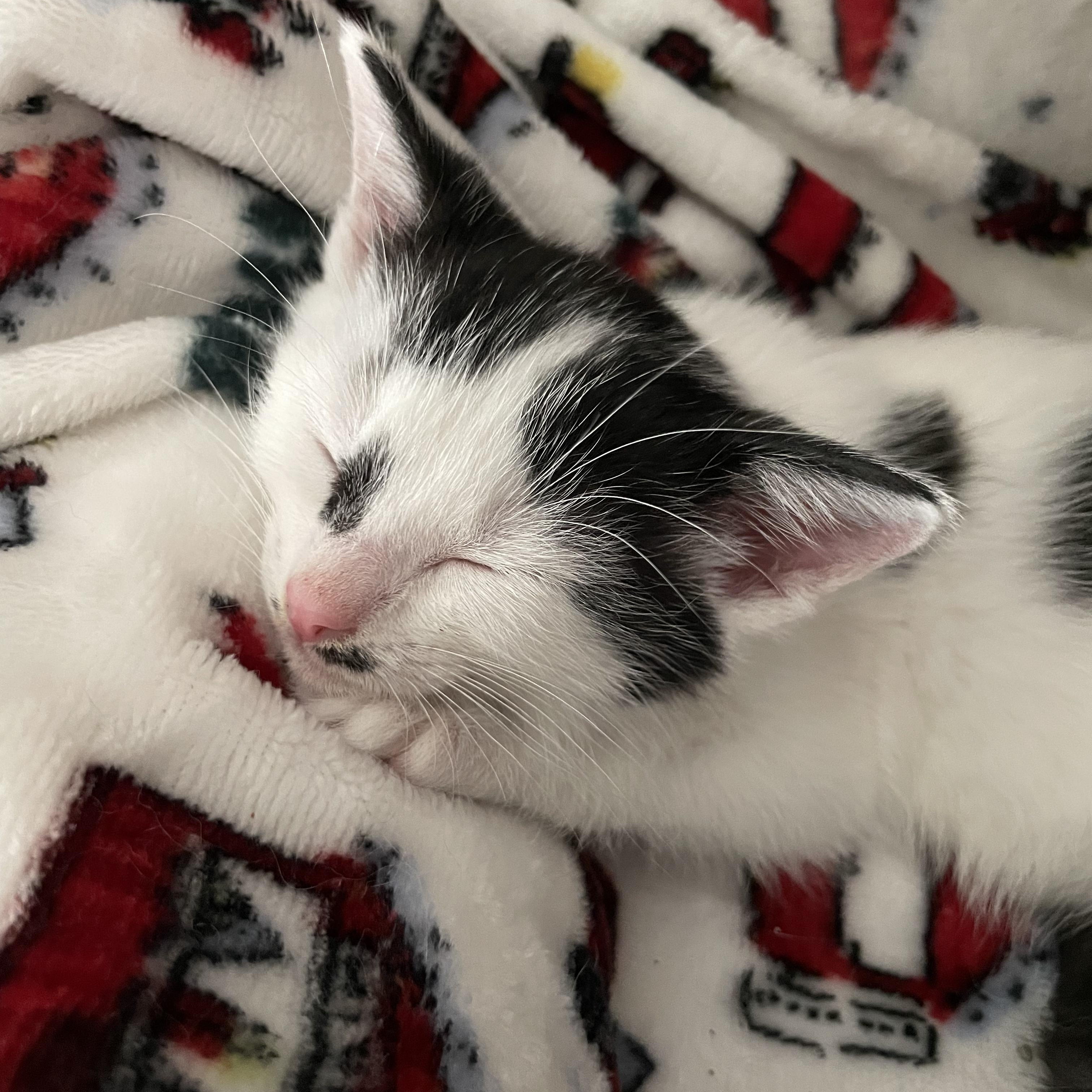 Enlarge Quimby, an adopted Domestic Short Hair in Grand Rapids, MI image 5/6