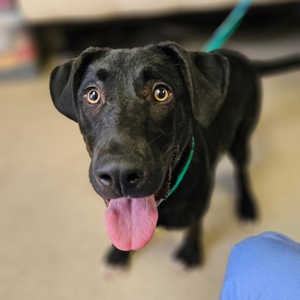 Enlarge Lee, a Adoptable Mixed Breed in Westhampton, NY image 3/3