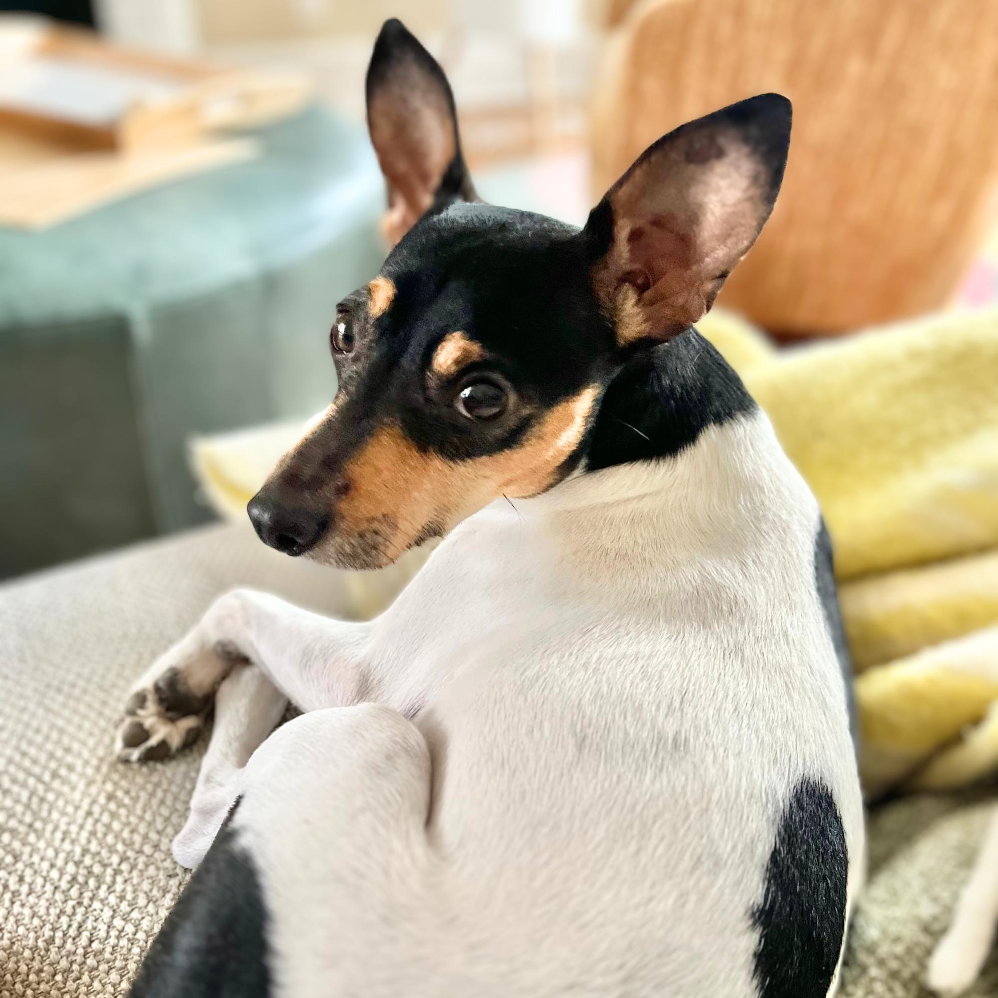 Bodhi