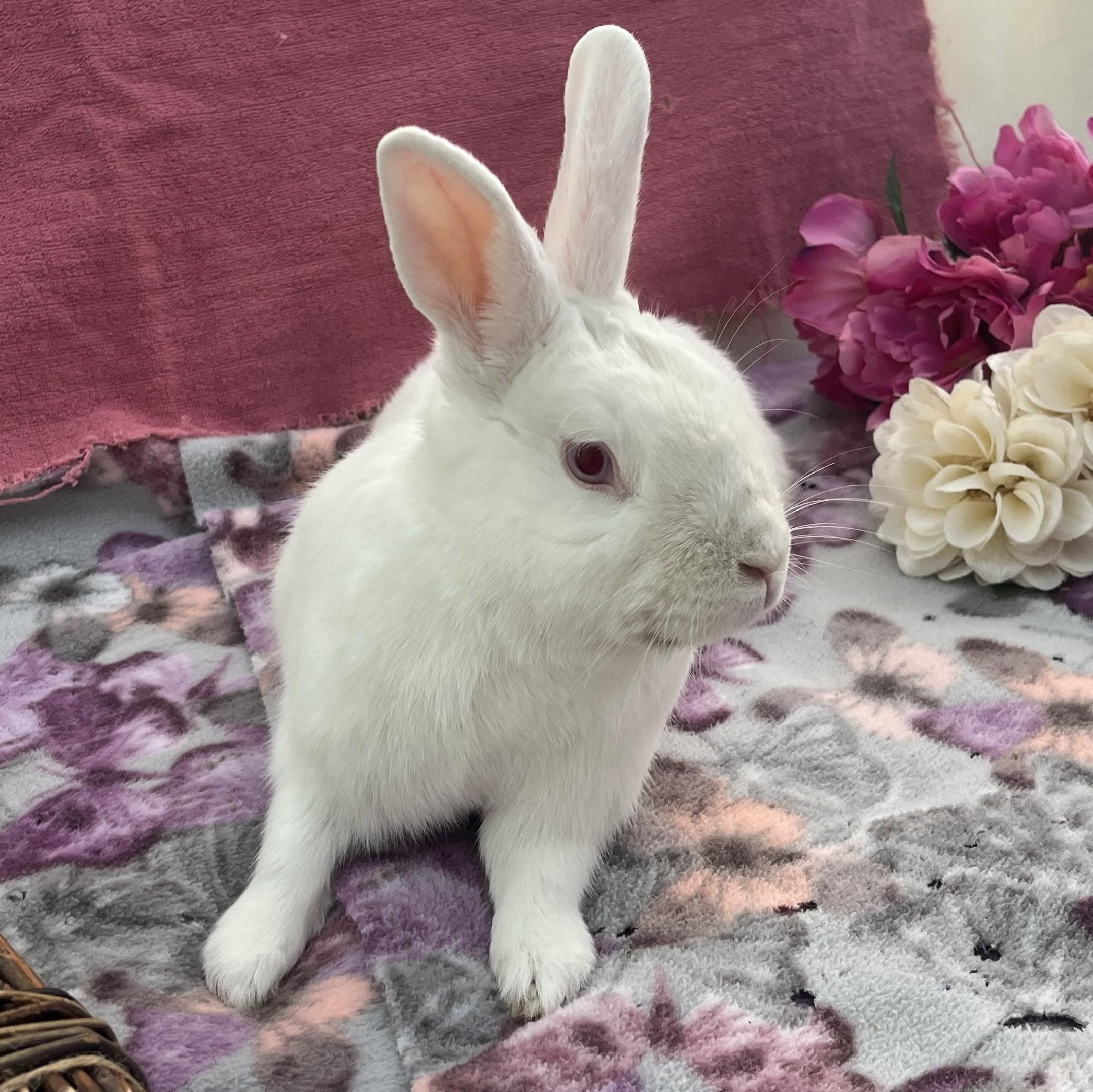 Pudding, a ADOPTABLE American in Oakland, CA image 2/6