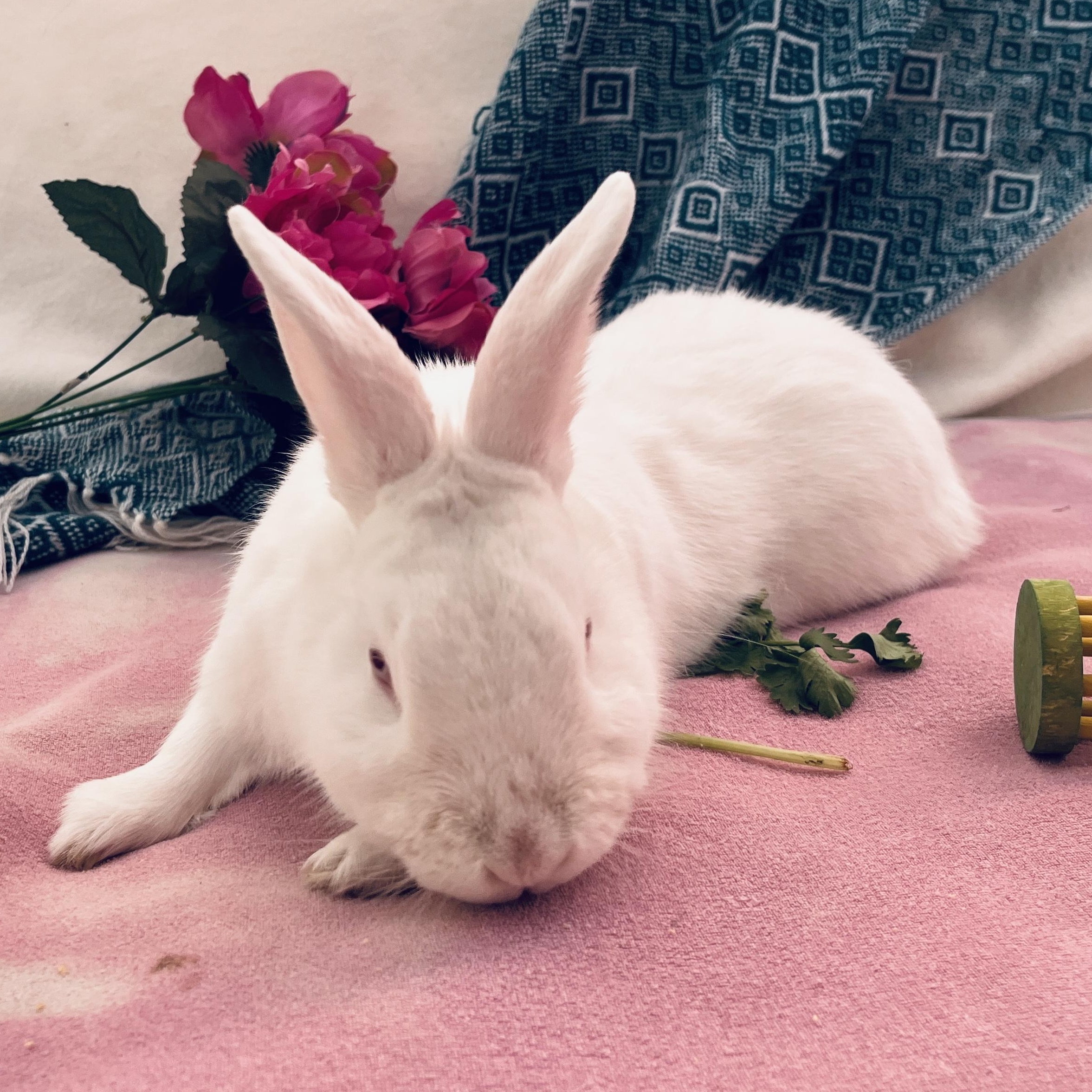 Pudding, a ADOPTABLE American in Oakland, CA image 6/6