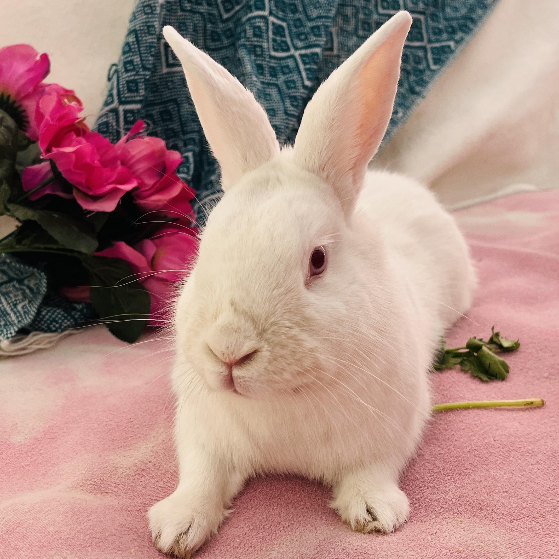 Pudding, ADOPTABLE, Adult Female American.