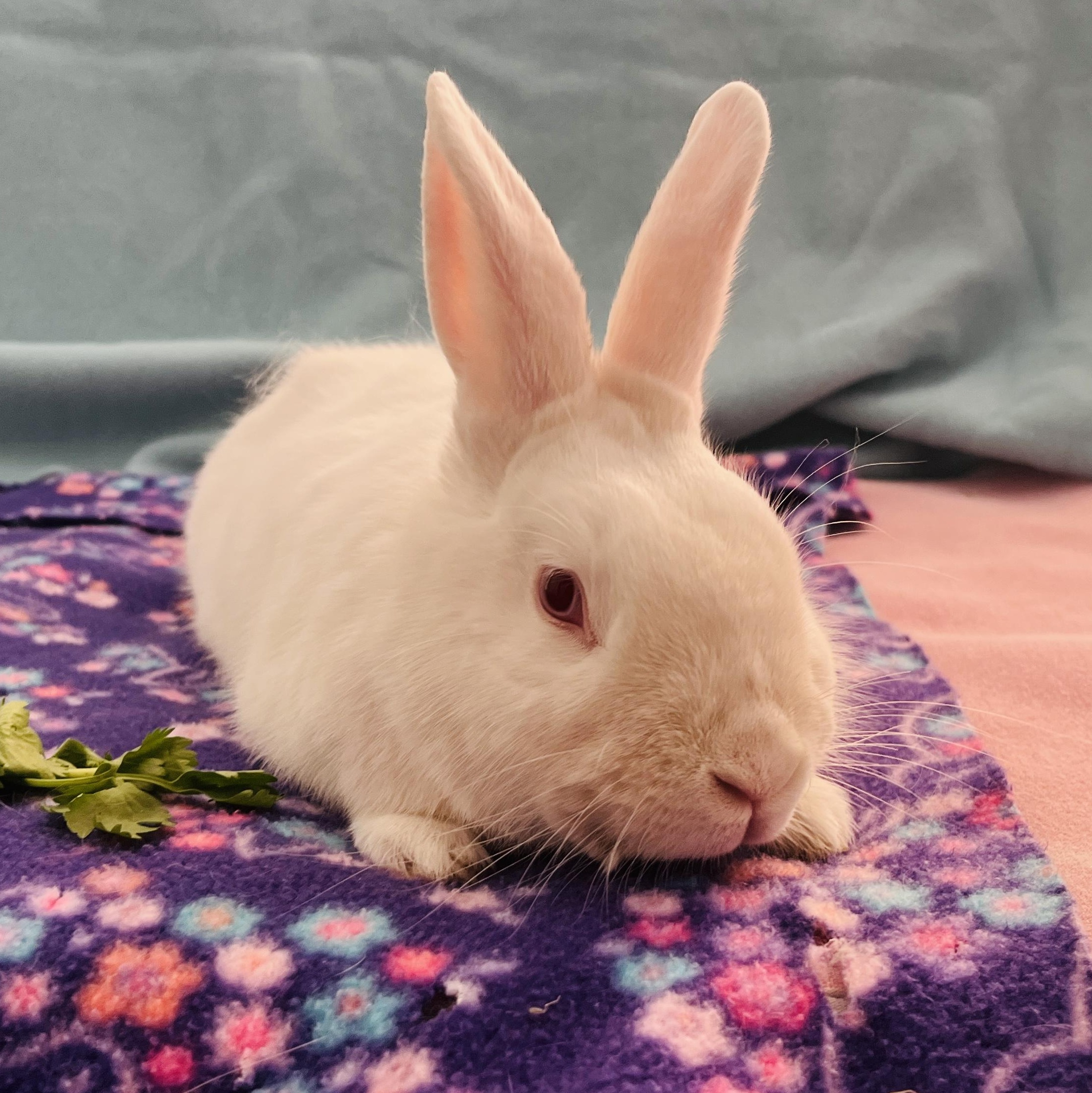 Pudding, a ADOPTABLE American in Oakland, CA image 4/6