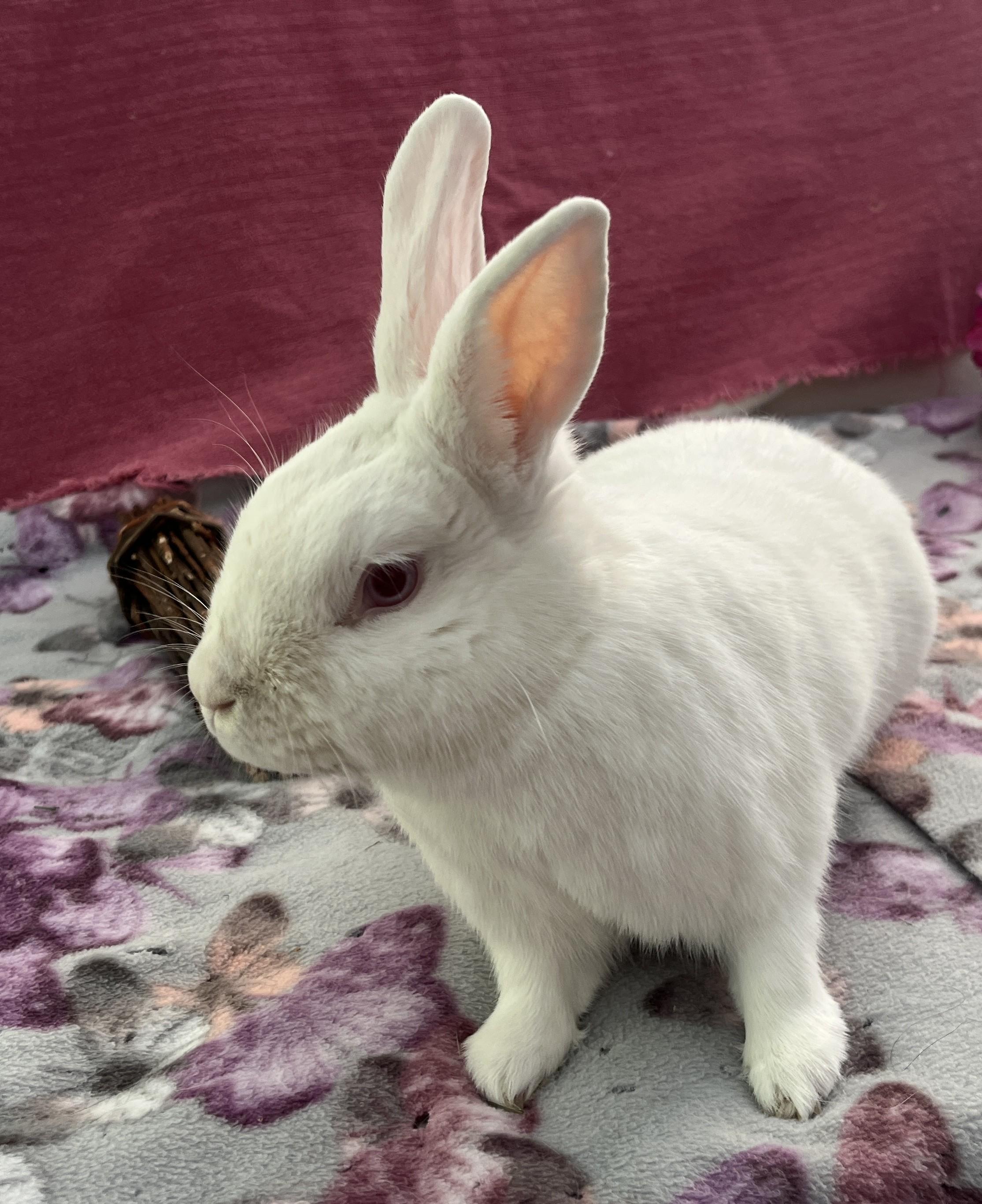 Pudding, a ADOPTABLE American in Oakland, CA image 3/6