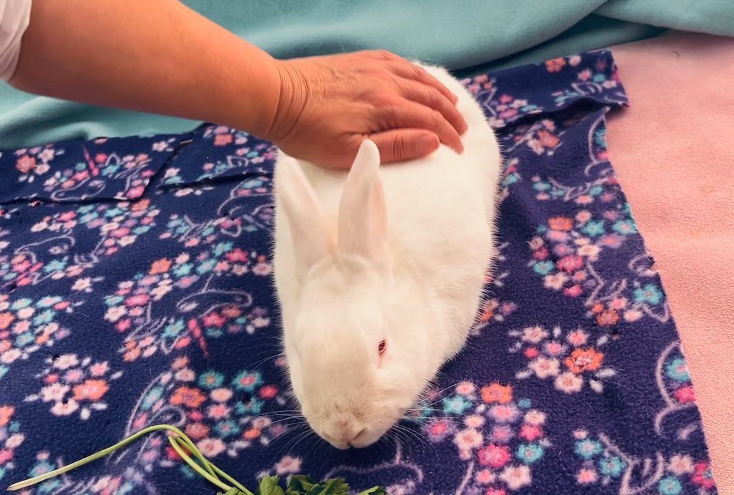 Enlarge Pudding, a ADOPTABLE American in Oakland, CA video 5/6